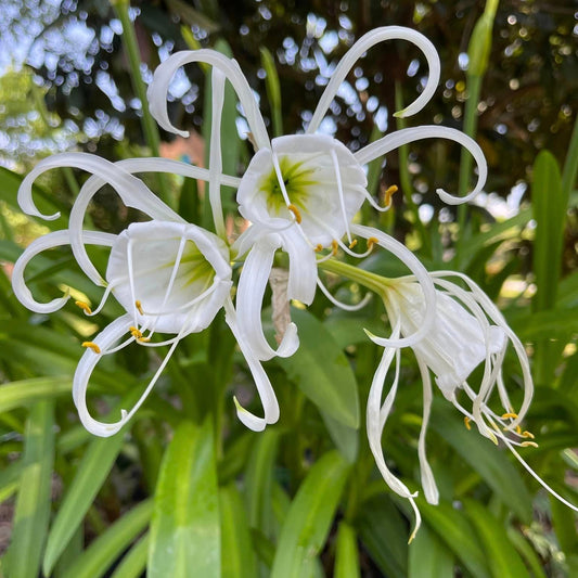 Bees Plant Hub White Spider Lily (Hymenocallis carolinia) Fragrant Flowering Live Plant
