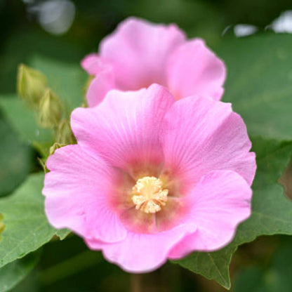Bees Plant Hub  Changing Rose Singlepetal /Hibiscus mutabilis Flowering Live Plant