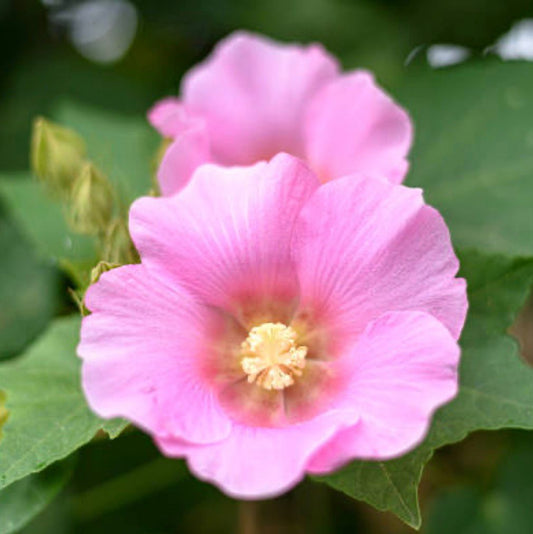 Bees Plant Hub  Changing Rose Singlepetal /Hibiscus mutabilis Flowering Live Plant