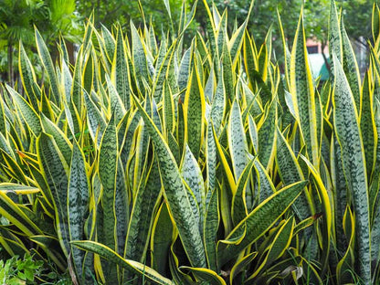 Bees Plant Hub Snake Plant variegated Indoor Live Plant