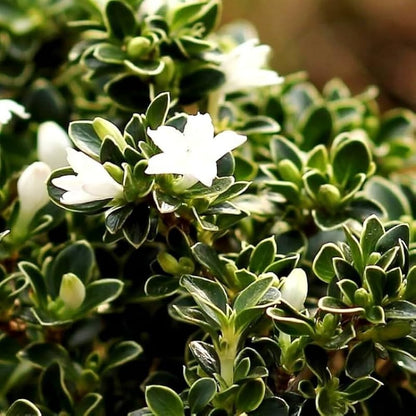 Bees Plant Hub Snow Rose Variegated (Serissa japonica) Live Plant