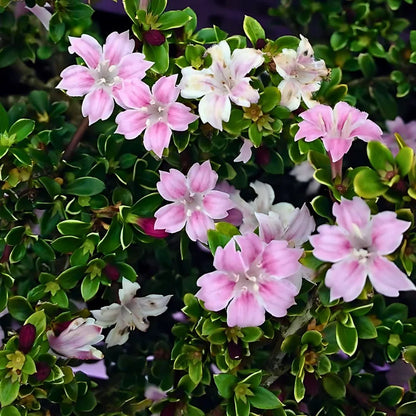 Bees Plant Hub Snow Rose Variegated (Serissa japonica) Live Plant