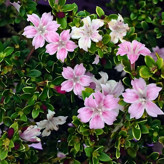 Bees Plant Hub Snow Rose Variegated (Serissa japonica) Live Plant