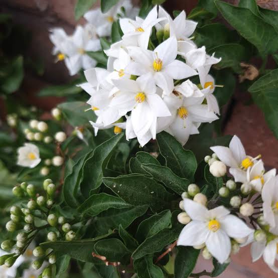 Bees Plant Hub Potato Vine (Solanum Laxum) Flowering Creeper Live Plant