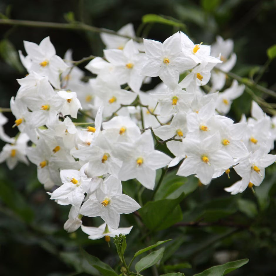 Bees Plant Hub Potato Vine (Solanum Laxum) Flowering Creeper Live Plant