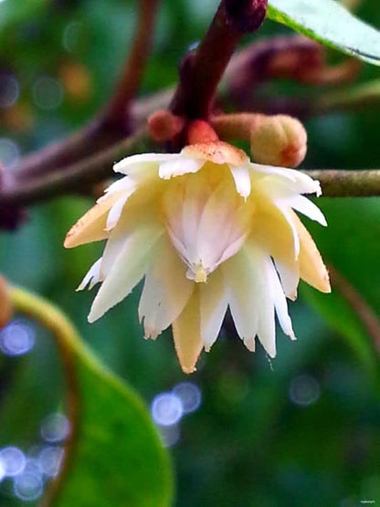 Bees Plant Hub Spanish Cherry / Elanji (Maulsari) Rare Flowering / Medicinal Live Plant