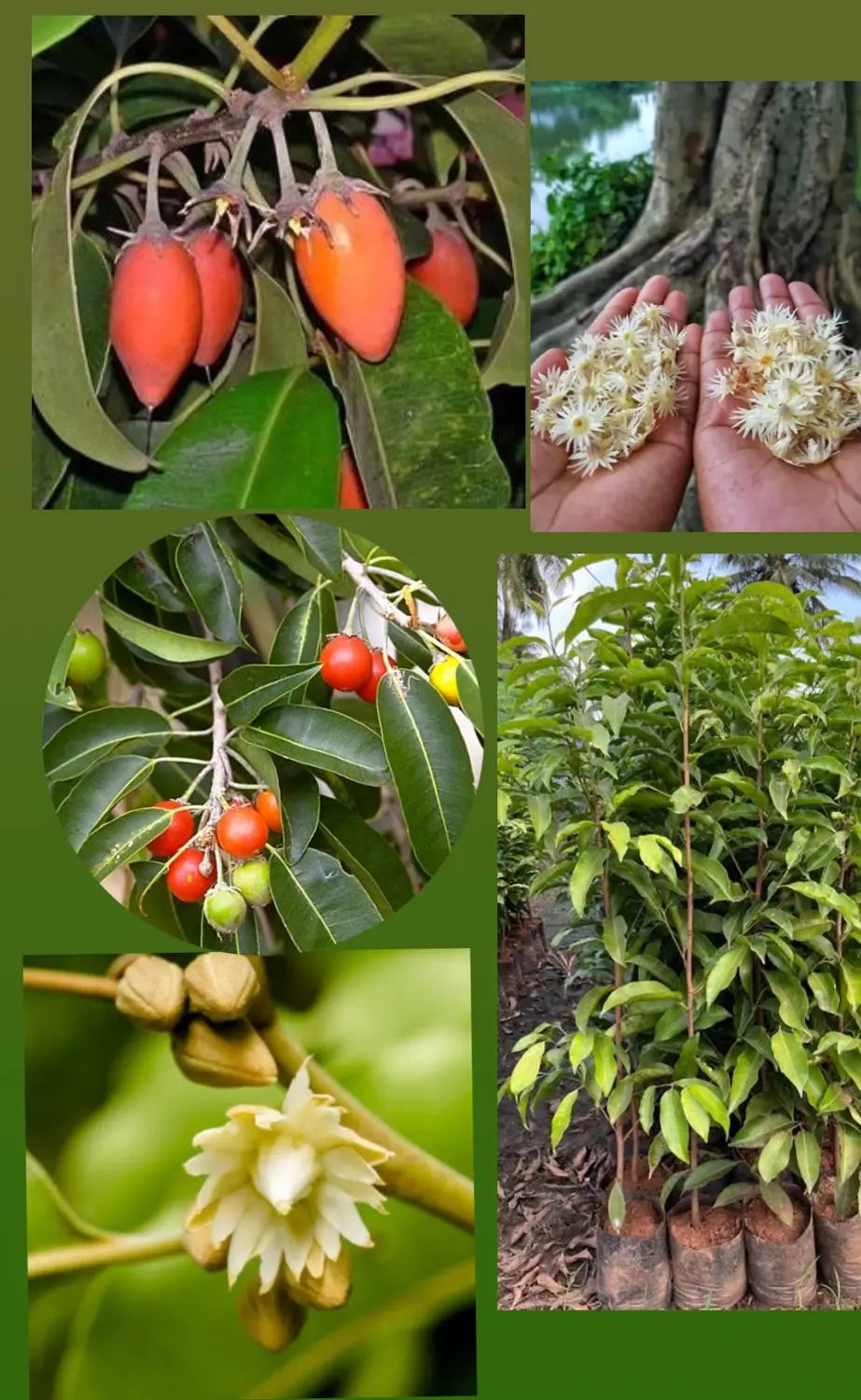 Bees Plant Hub Spanish Cherry / Elanji (Maulsari) Rare Flowering / Medicinal Live Plant