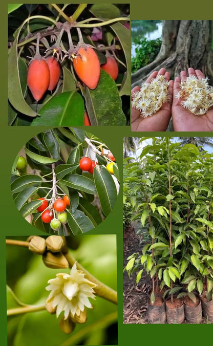 Bees Plant Hub Spanish Cherry / Elanji (Maulsari) Rare Flowering / Medicinal Live Plant
