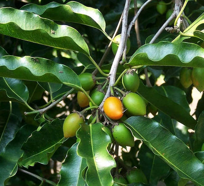 Bees Plant Hub Spanish Cherry / Elanji (Maulsari) Rare Flowering / Medicinal Live Plant