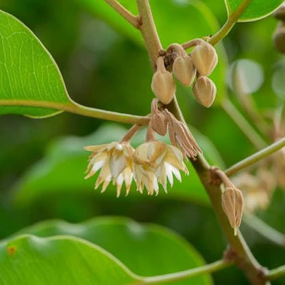 Bees Plant Hub Spanish Cherry / Elanji (Maulsari) Rare Flowering / Medicinal Live Plant