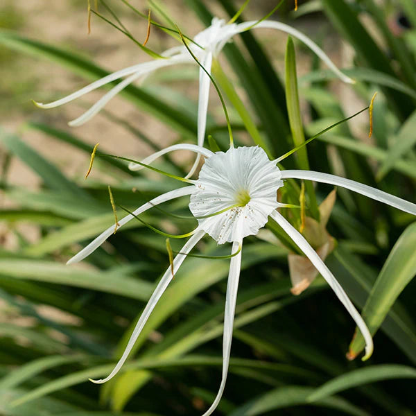 Bees Plant Hub White Spider Lily (Hymenocallis carolinia) Fragrant Flowering Live Plant