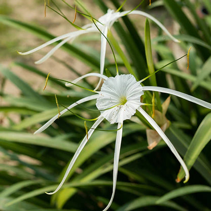 Bees Plant Hub White Spider Lily (Hymenocallis carolinia) Fragrant Flowering Live Plant