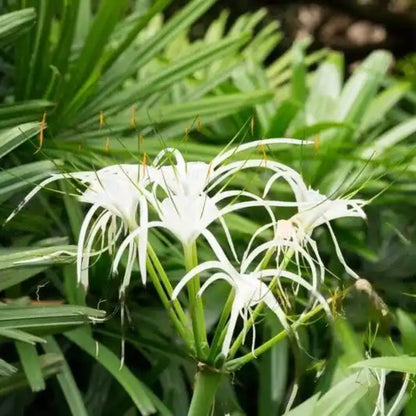 Bees Plant Hub White Spider Lily (Hymenocallis carolinia) Fragrant Flowering Live Plant