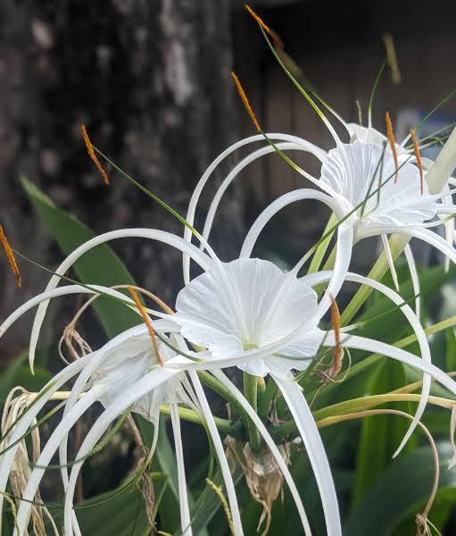 Bees Plant Hub White Spider Lily (Hymenocallis carolinia) Fragrant Flowering Live Plant