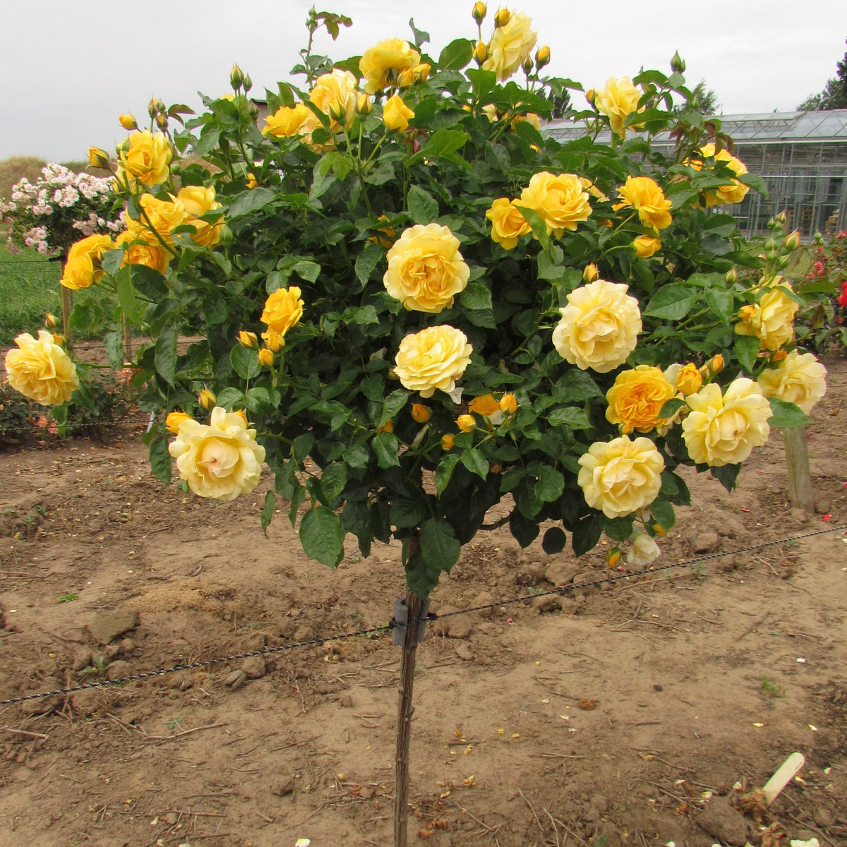 Bees Plant Hub Standard Rose Yellow Grafted Rare Flowering Live Plant