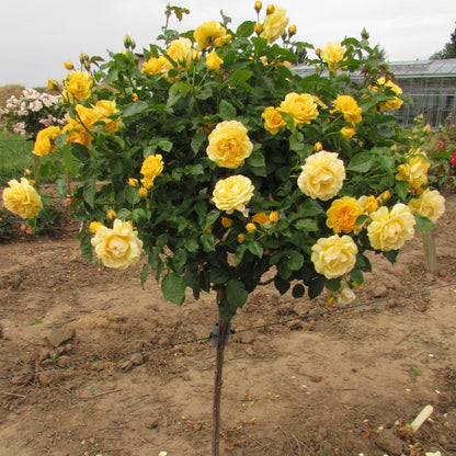 Bees Plant Hub Standard Rose Yellow Grafted Rare Flowering Live Plant