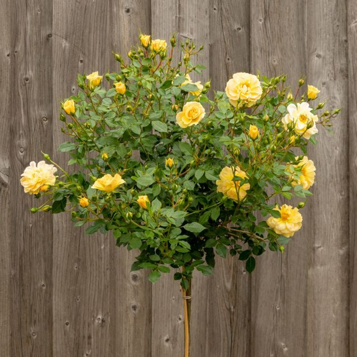 Bees Plant Hub Standard Rose Yellow Grafted Rare Flowering Live Plant