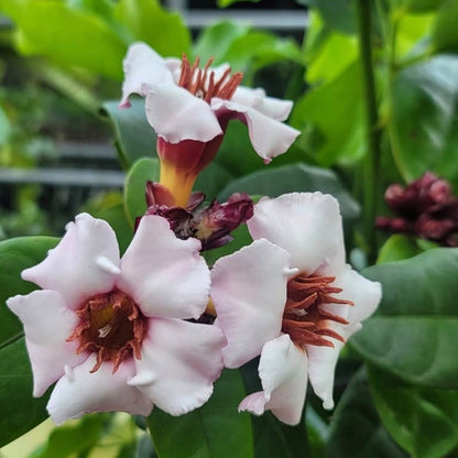 Bees Plant Hub Strophanthus Gratus / Climbing Oleander Rare  Flowering Plant