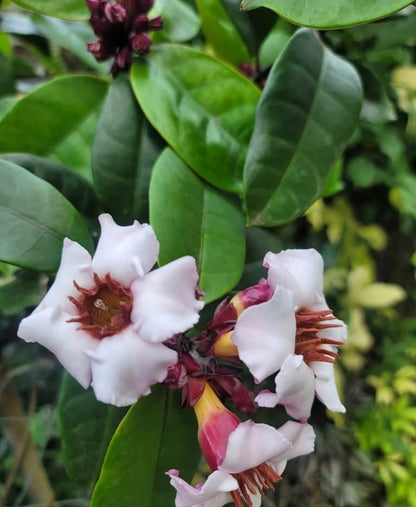 Bees Plant Hub Strophanthus Gratus / Climbing Oleander Rare  Flowering Plant