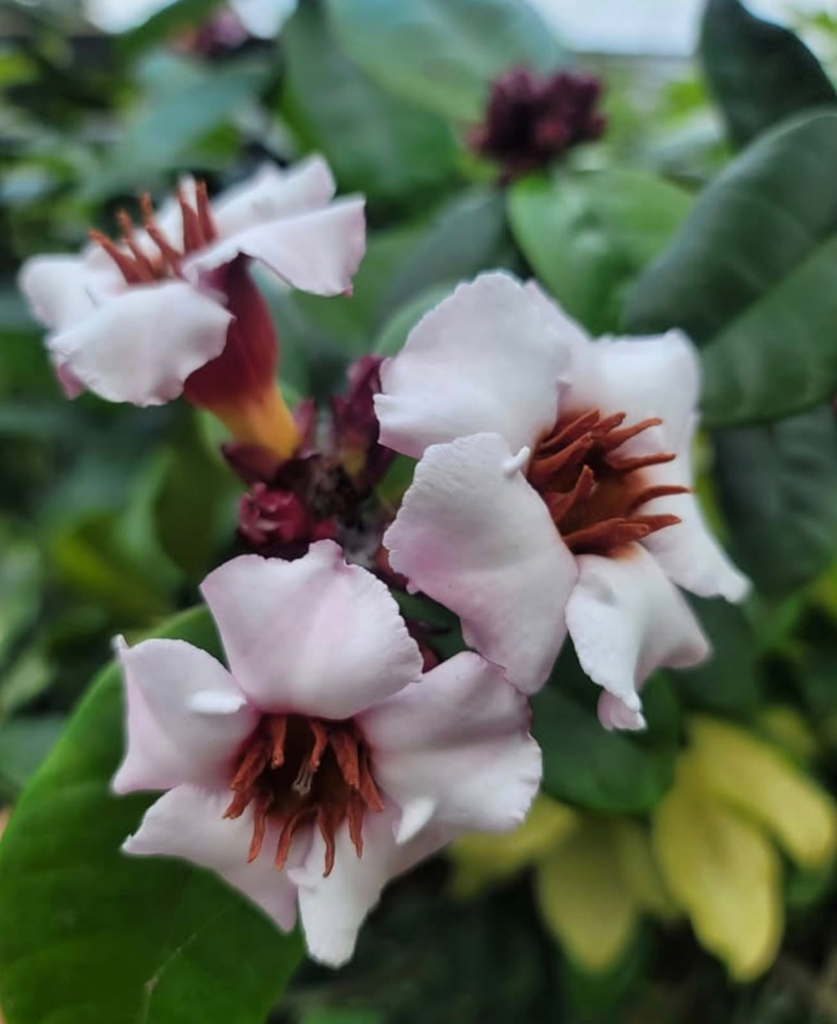 Bees Plant Hub Strophanthus Gratus / Climbing Oleander Rare  Flowering Plant