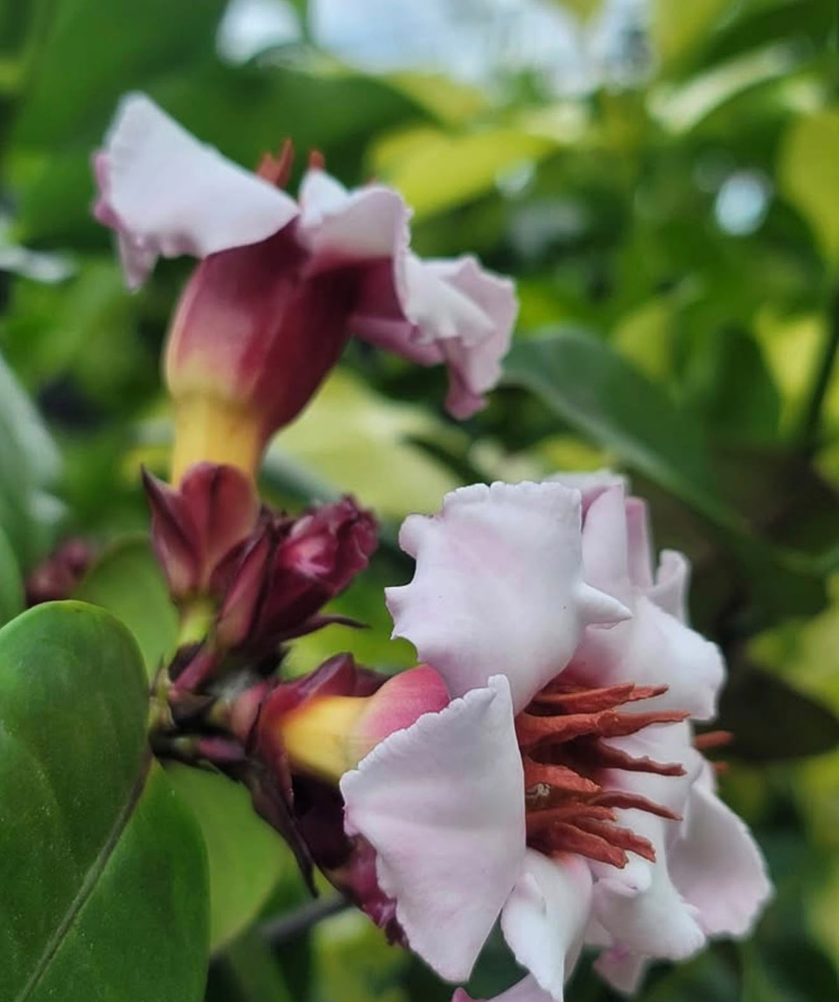 Bees Plant Hub Strophanthus Gratus / Climbing Oleander Rare  Flowering Plant