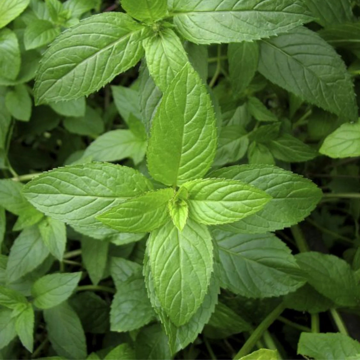 Bees Plant Hub Sugandha Pepper Mint Medicinal Live Plant