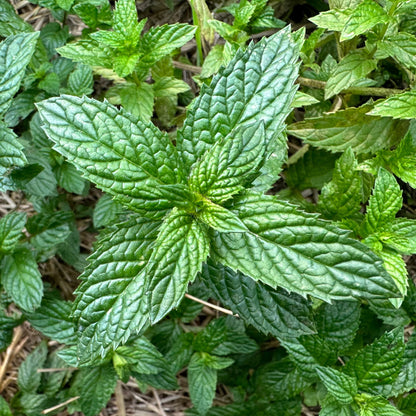 Bees Plant Hub Sugandha Pepper Mint Medicinal Live Plant