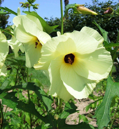 Bees Plant Hub Sunset Hibiscus /Abelmoschus manihot Flowering Live Plant