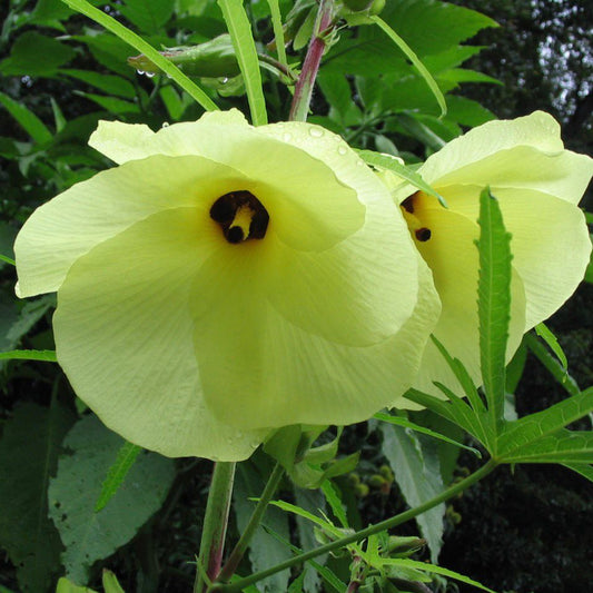 Bees Plant Hub Sunset Hibiscus /Abelmoschus manihot Flowering Live Plant
