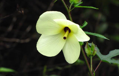 Bees Plant Hub Sunset Hibiscus /Abelmoschus manihot Flowering Live Plant