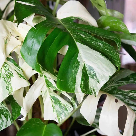 Bees Plant Hub Swiss Cheese (Monstera deliciosa) Variegated Indoor / Outdoor Live Plant
