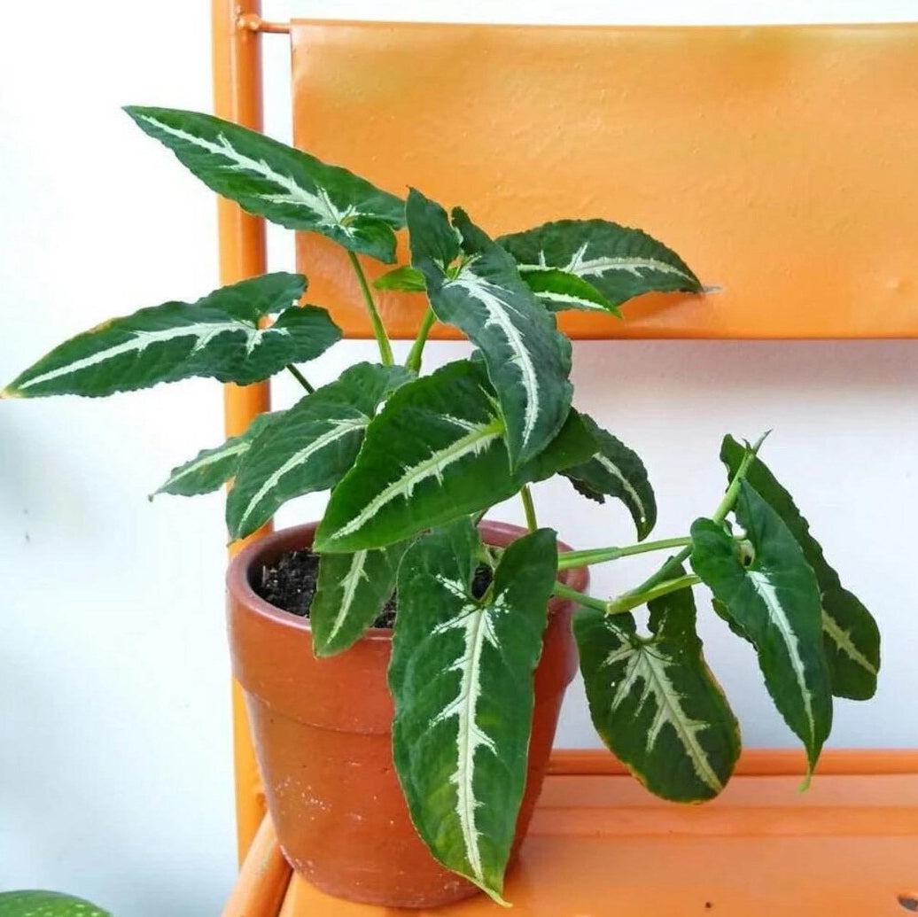Bees Plant Hub Syngonium Wendlandii | Indoor Plant
