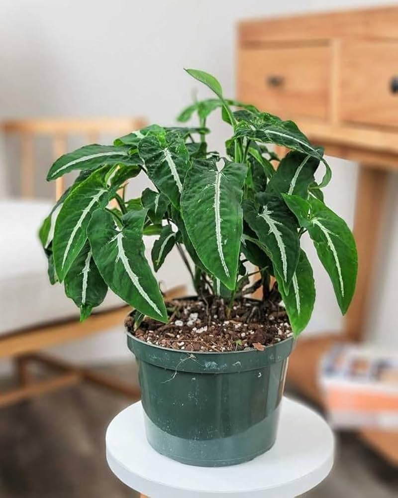 Bees Plant Hub Syngonium Wendlandii | Indoor Plant