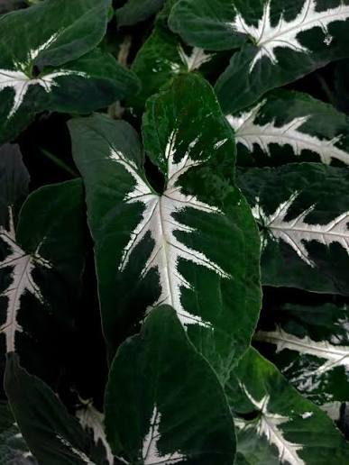 Bees Plant Hub Syngonium Wendlandii | Indoor Plant
