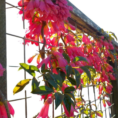 Tecomanthe hilli/ Fraser Island creeper Flowering Live Plant