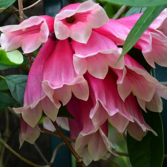 Tecomanthe hilli/ Fraser Island creeper Flowering Live Plant