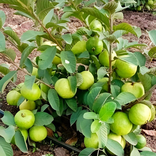 Bees Plant Hub Thai 7 Guava Grafted Live Plant (Psidium guajava)