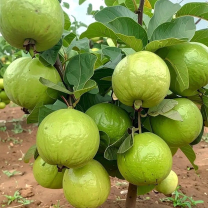 Bees Plant Hub Thai 7 Guava Grafted Live Plant (Psidium guajava)
