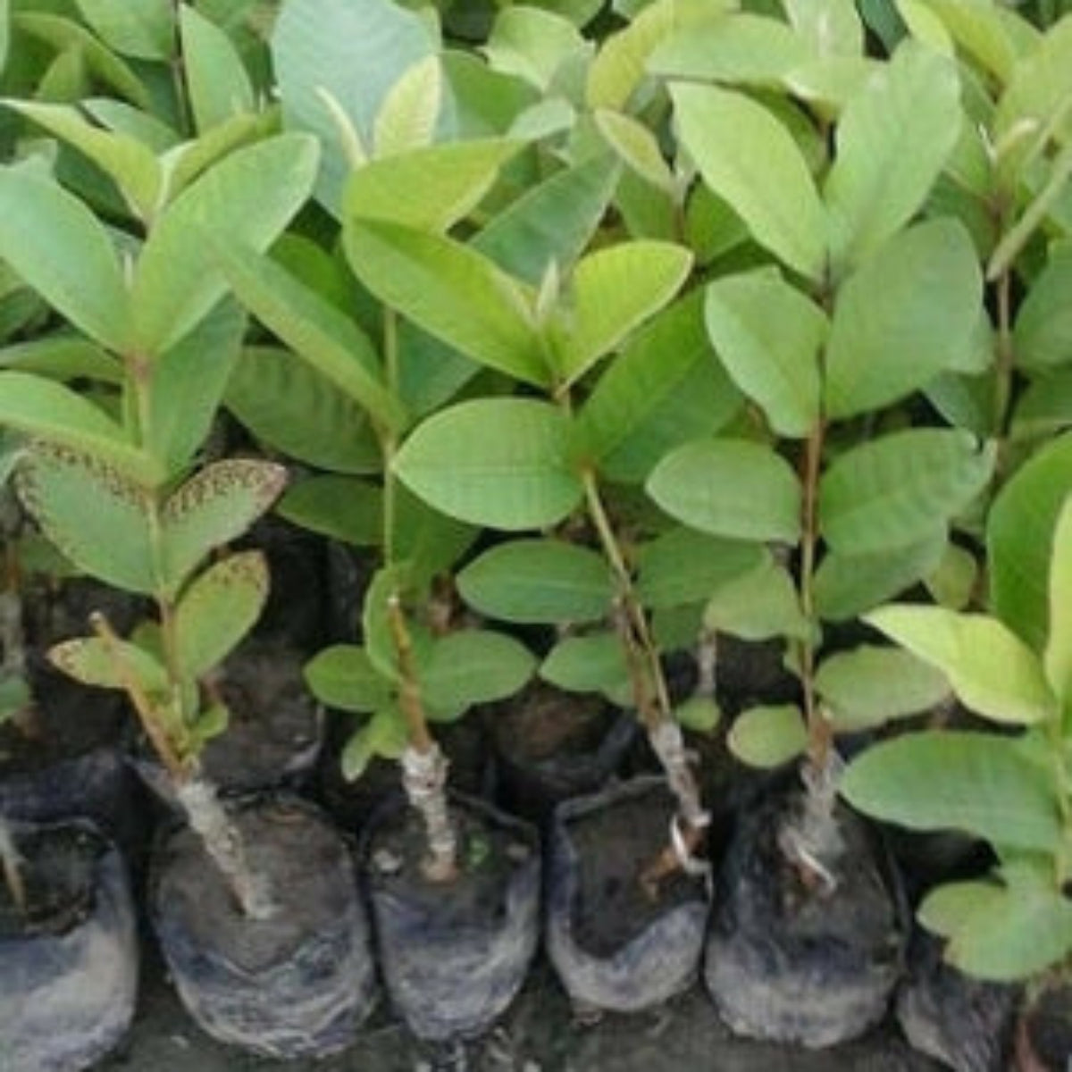 Bees Plant Hub Thai 7 Guava Grafted Live Plant (Psidium guajava)