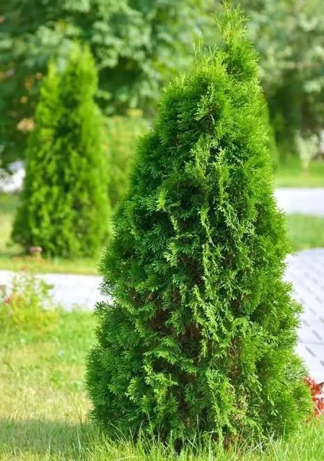 Bees Plant Hub White-Cedar (Thuja occidentalis) Ornamental Live Plant