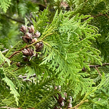 Bees Plant Hub White-Cedar (Thuja occidentalis) Ornamental Live Plant