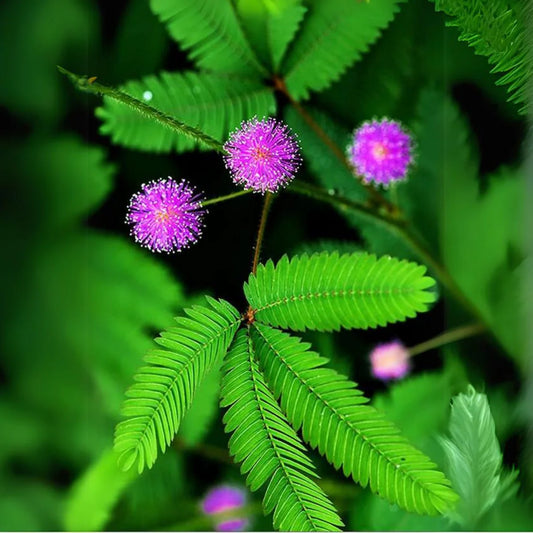 Bees Plant Hub Touch Me Not (Mimosa Pudica) Creeper Medicinal Live Plant
