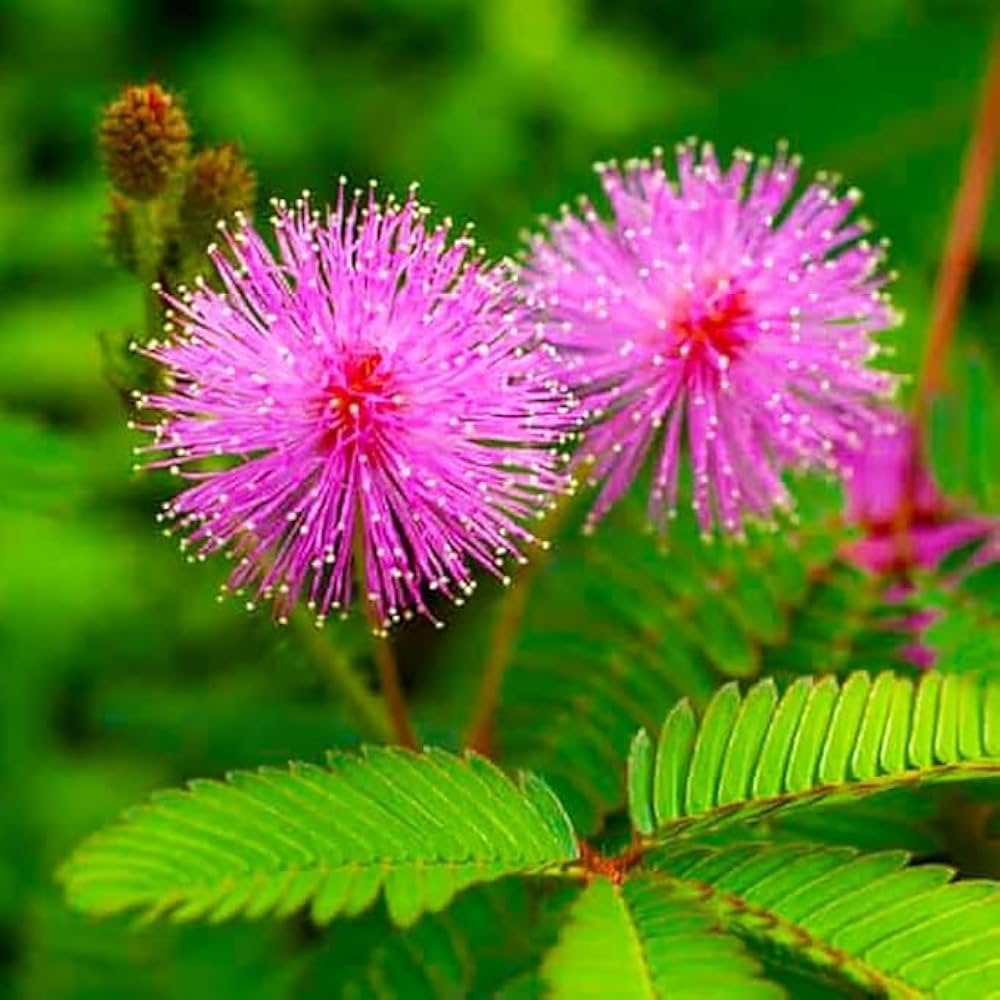 Bees Plant Hub Touch Me Not (Mimosa Pudica) Creeper Medicinal Live Plant