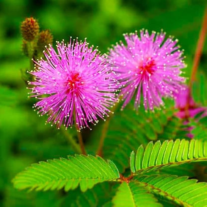 Bees Plant Hub Touch Me Not (Mimosa Pudica) Creeper Medicinal Live Plant