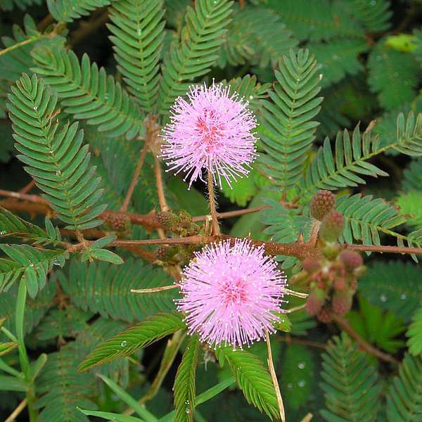 Bees Plant Hub Touch Me Not (Mimosa Pudica) Creeper Medicinal Live Plant