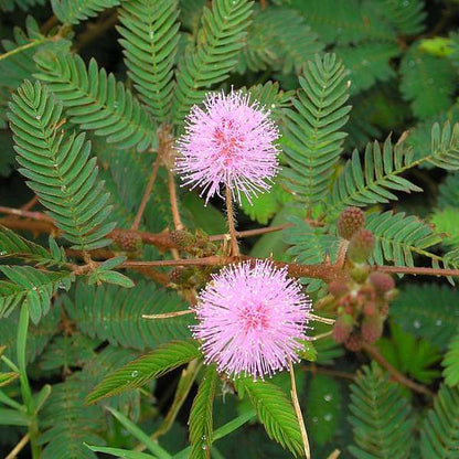 Bees Plant Hub Touch Me Not (Mimosa Pudica) Creeper Medicinal Live Plant