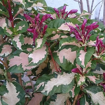 Bees Plant Hub Tricolor Caricature / Rainbow Bush (Graptophyllum pictum) Live Plant