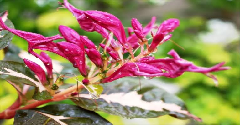 Bees Plant Hub Tricolor Caricature / Rainbow Bush (Graptophyllum pictum) Live Plant