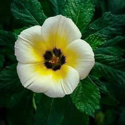 Bees Plant Hub White buttercup (Turnera subulata) Flowering Live Plant