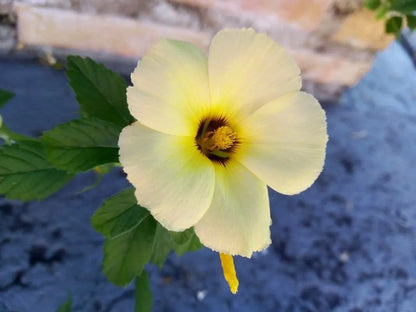 Bees Plant Hub White buttercup (Turnera subulata) Flowering Live Plant